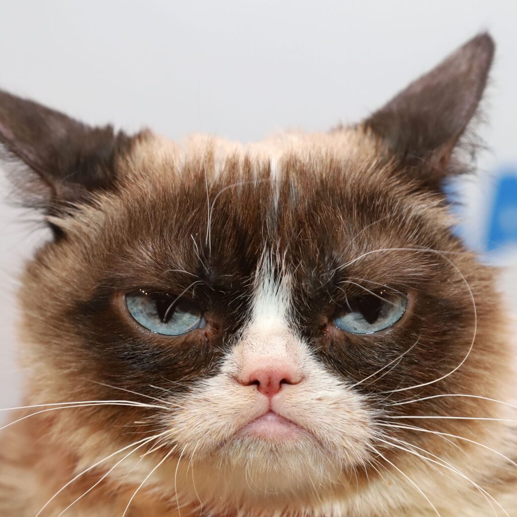 grumpy cat image